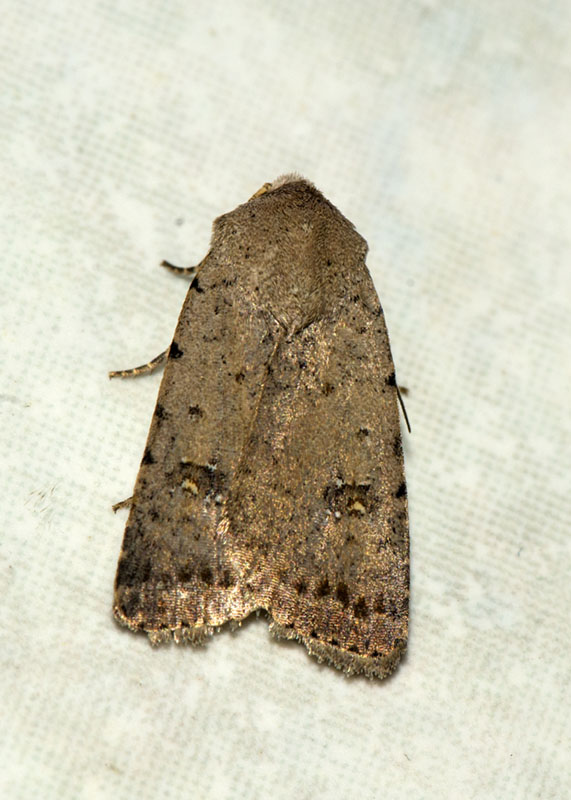 Caradrina (Paradrina) flavirena ?